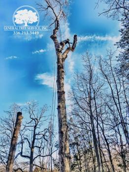 General Tree Service, Inc. Image
