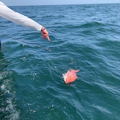 Side Bet Sport Fishing Image