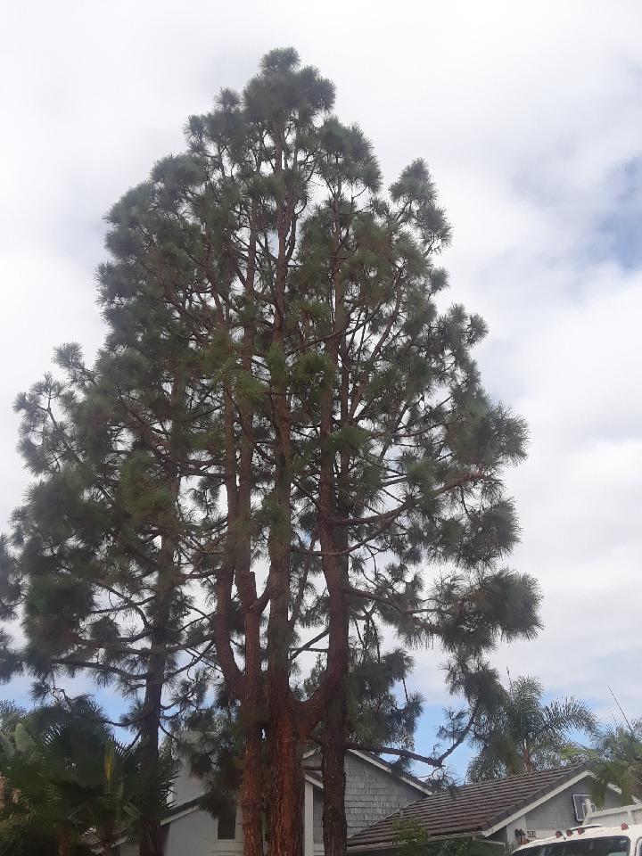 Emmanuel Tree Services Image