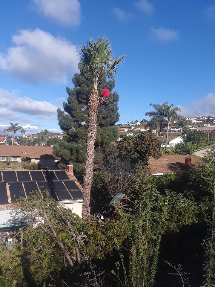 Emmanuel Tree Services Image