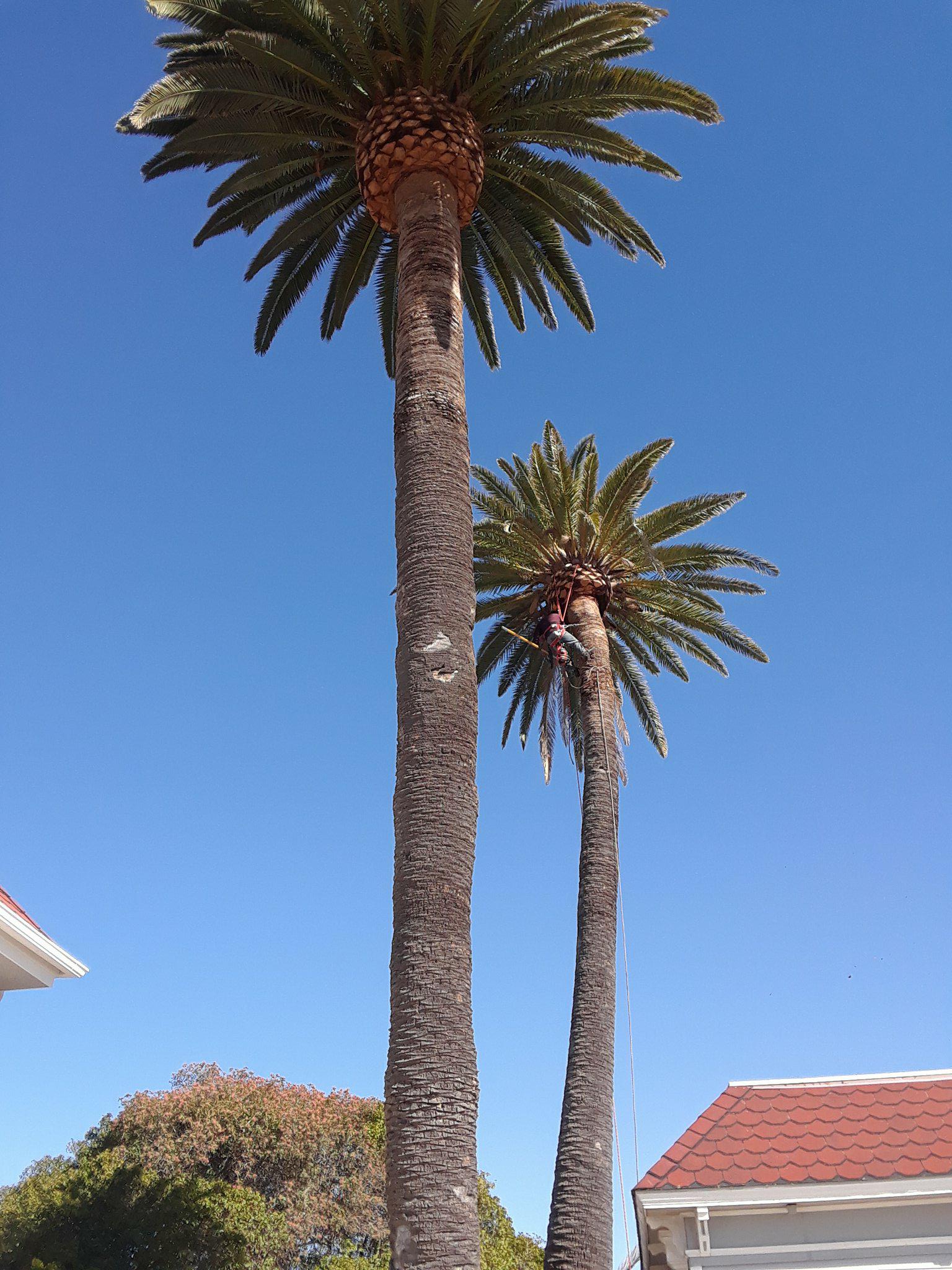 Emmanuel Tree Services Image