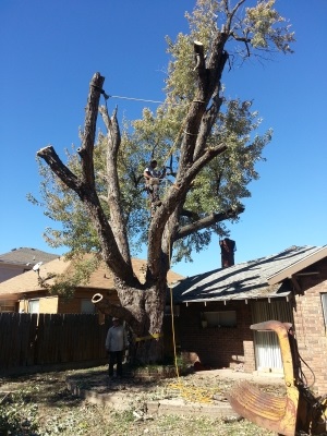 Tip Top Tree Service of Edmond Image