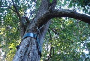 Tip Top Tree Service of Edmond Image