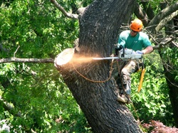 Best Cincinnati Tree Removal Image