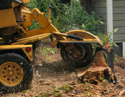 Best Cincinnati Tree Removal Image