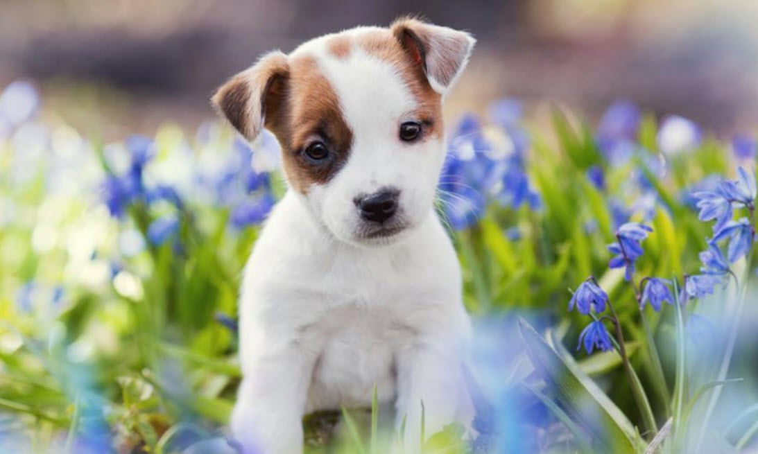 Fuzzy Faces Dog Training Austin Image