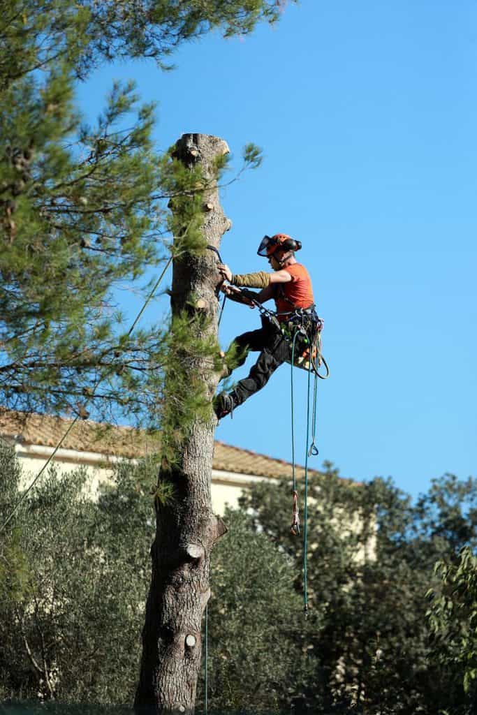 Prime Tree Service Columbus Image