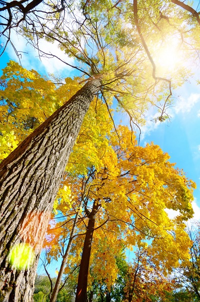 Columbus GA Tree Pros Image