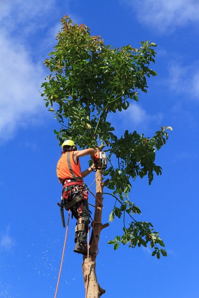 Columbus GA Tree Pros Image