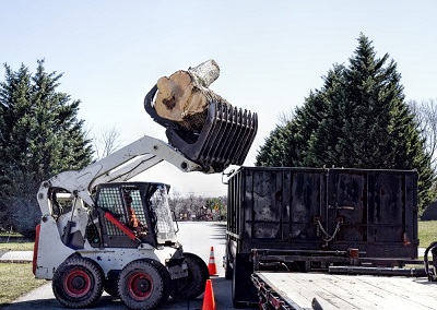 Columbus GA Tree Pros Image