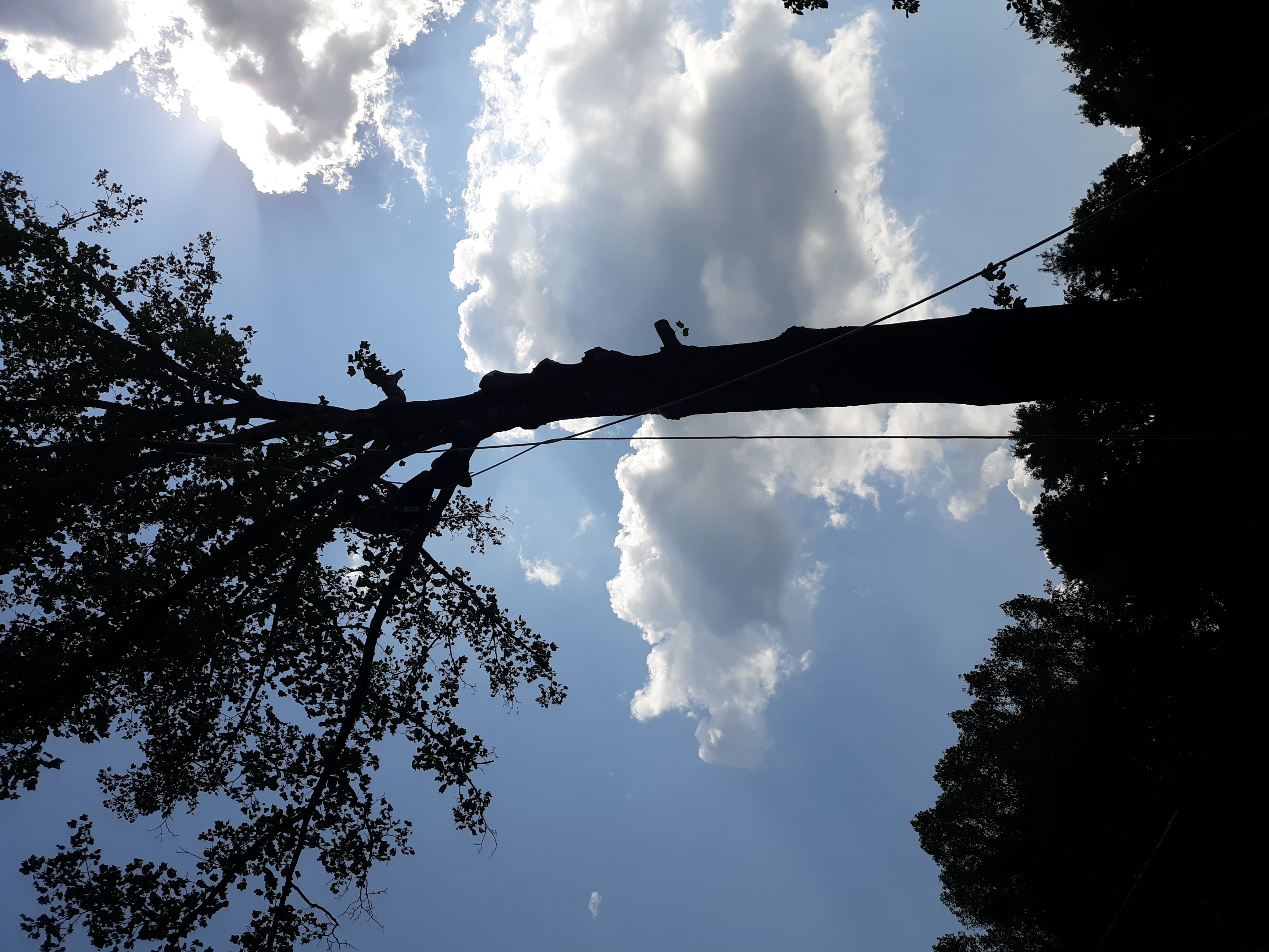 Boyd&apos;s Tree Service Logo
