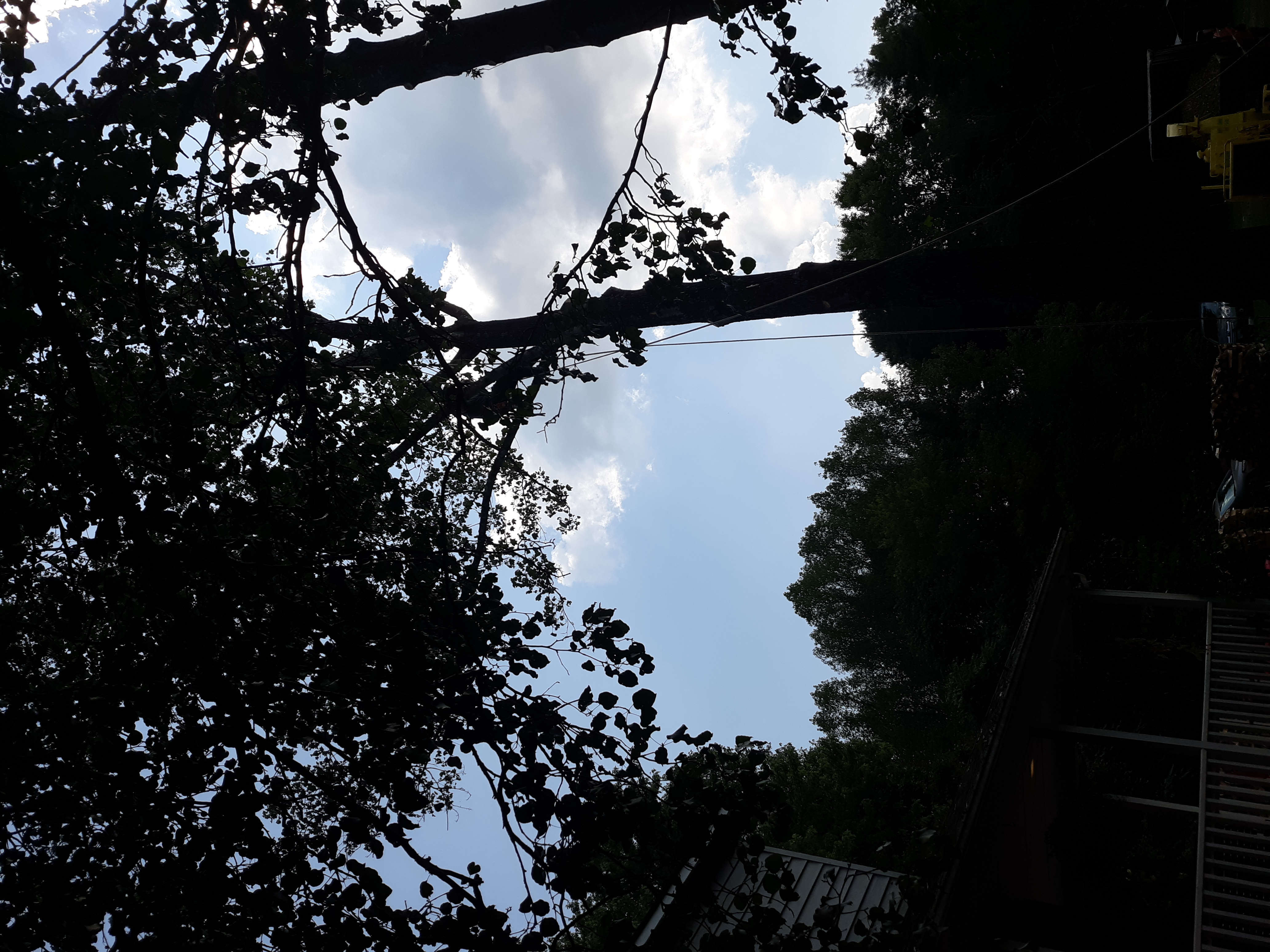 Boyd's Tree Service Image