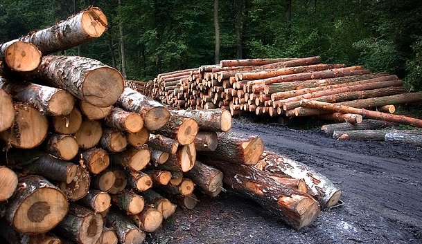 Pro Tree Removal Roswell Image