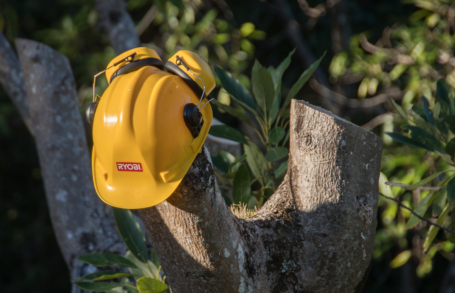 Tree Service of Lafayette Image