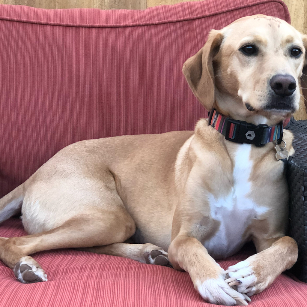 Crafty Canine Club Image