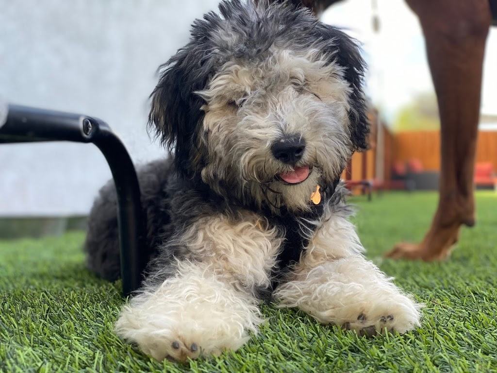 Crafty Canine Club Image