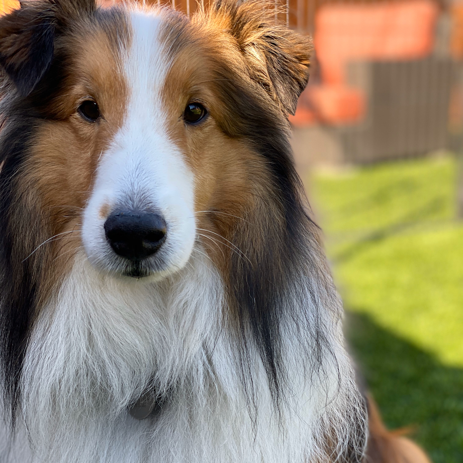 Crafty Canine Club Image