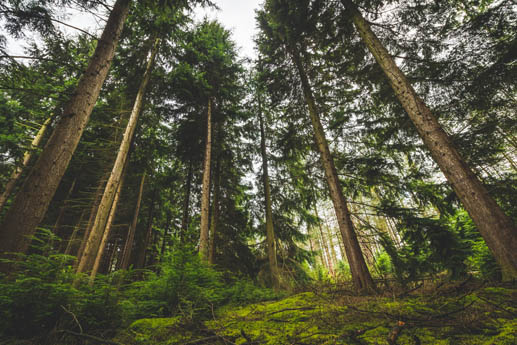 Billings Stump Removal & Tree Service Image