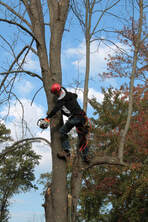 Billings Stump Removal & Tree Service Image