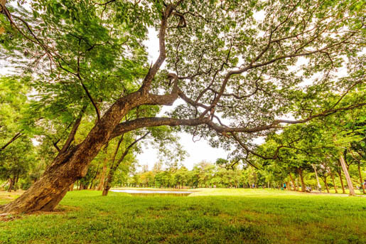 Billings Stump Removal & Tree Service Image