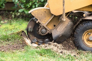Hollywood Stump Grinding Image