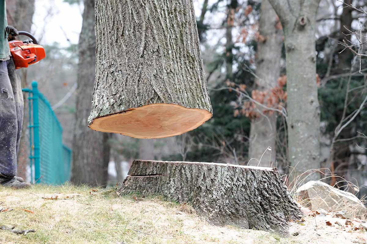 Nampa Stump Grinding Image