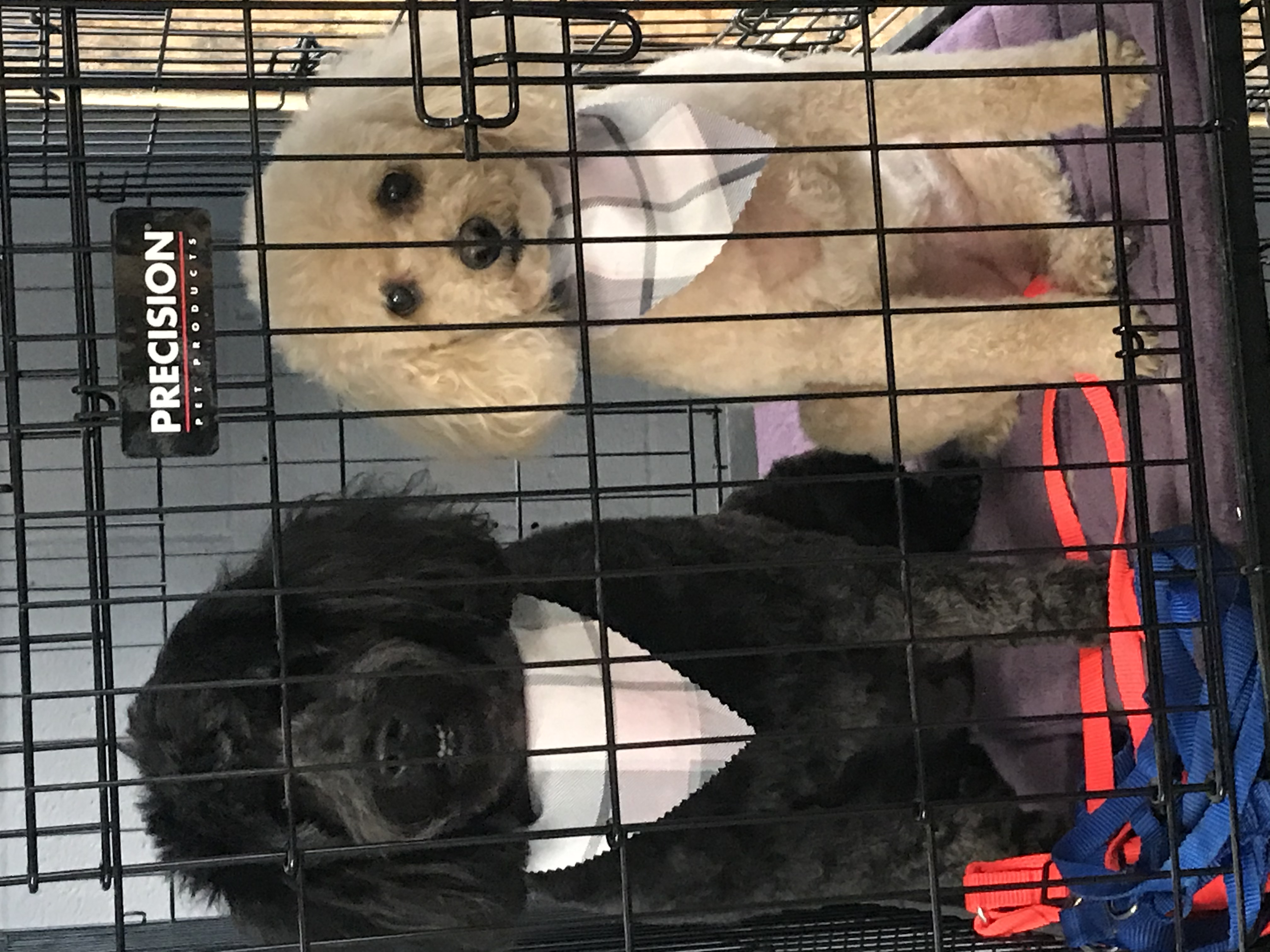 Miss E's Animal Retreat Image