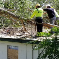 Bedford Tree Service Company Image