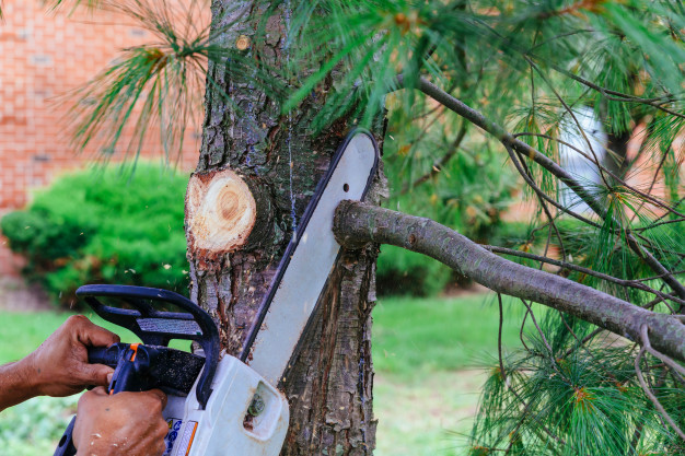 Denver Heights Tree Service Image