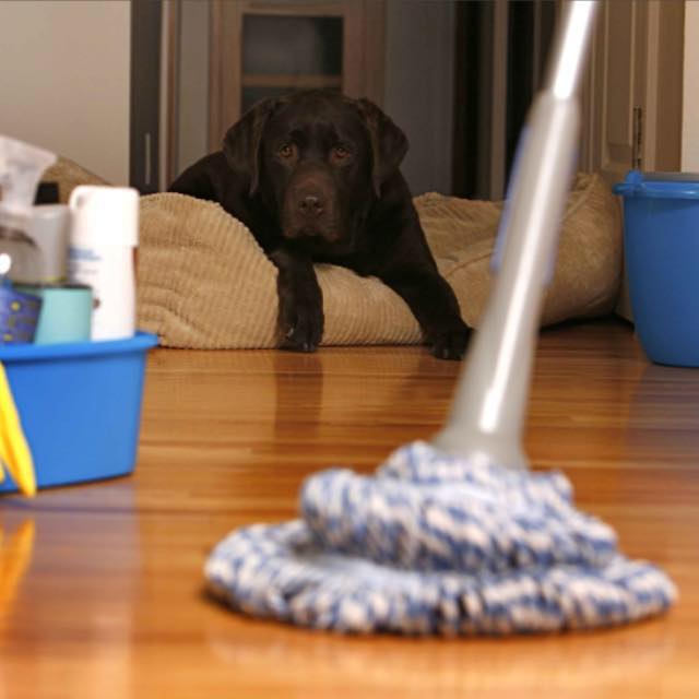 Jessie's Cleaning Image