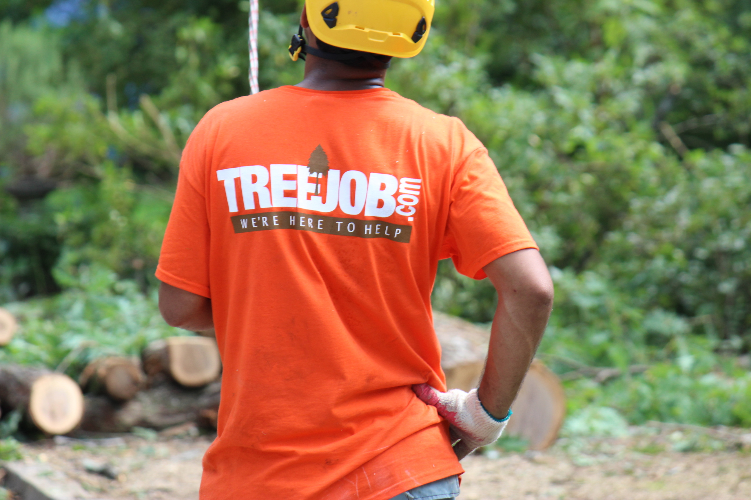 Atlanta Tree Services Image