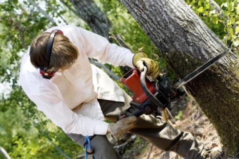 Crystal Lake Tree Service Logo