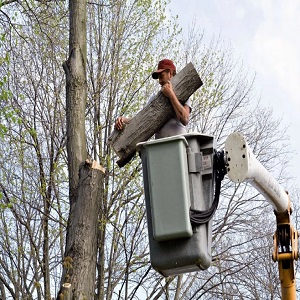 Fremont Tree Service Pros Image