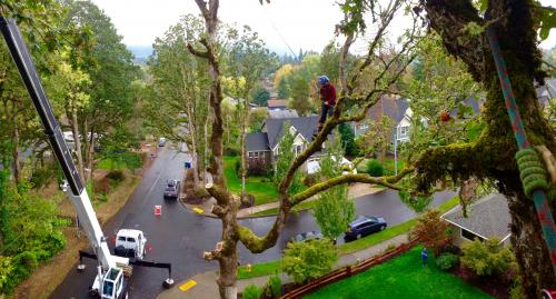 Oregon Tree Care Image