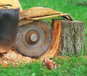 Tree Service Columbus GA Image