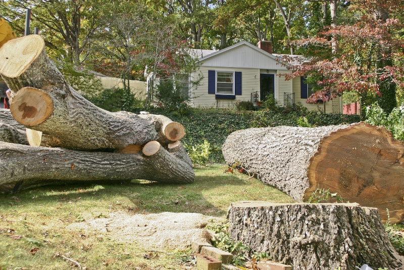 St. Louis Tree Removal Image