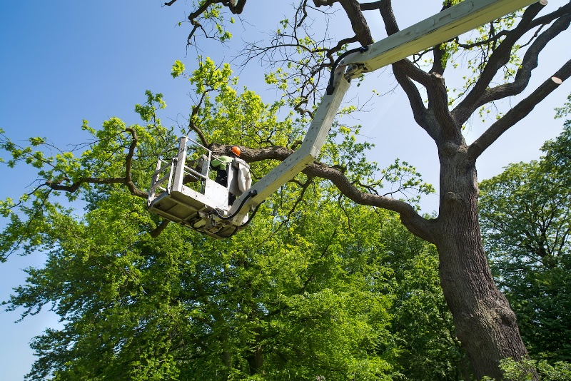 St. Louis Tree Removal Image