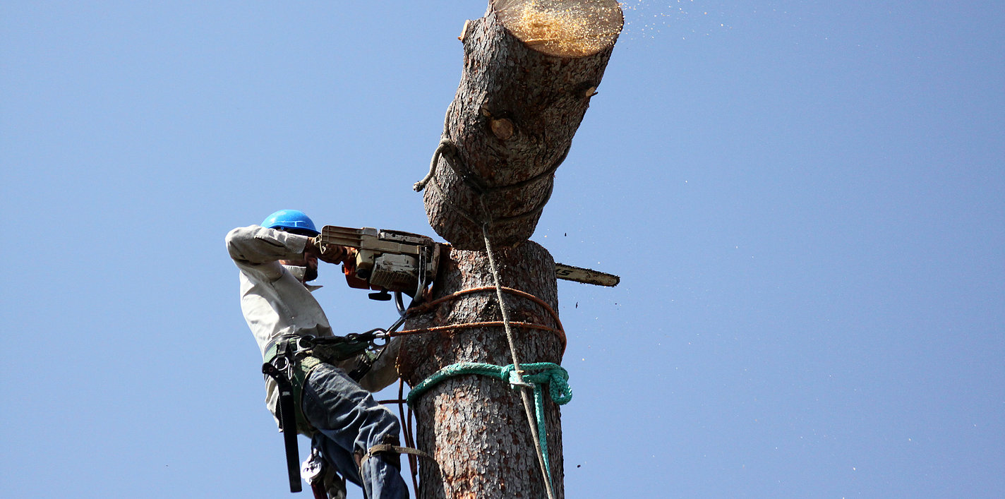 Miles Tree and Stump Image