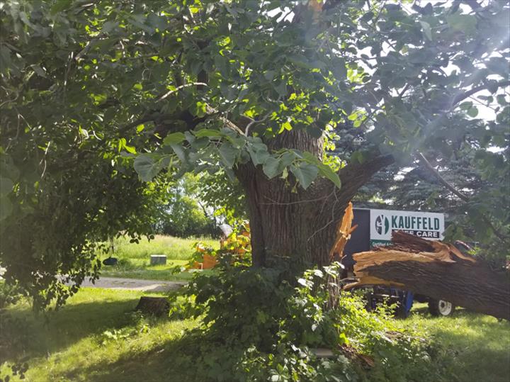 Kauffeld Tree Care Image