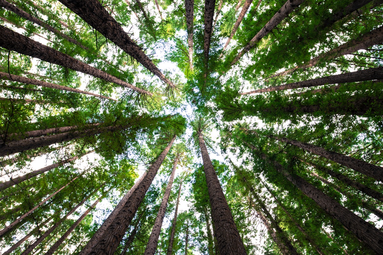 Columbia Tree Service Image