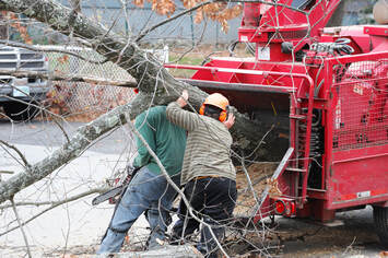 Columbia Tree Service Image