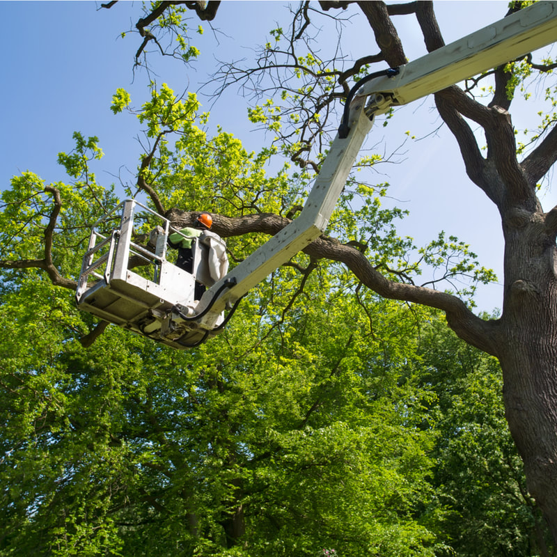 Columbia Tree Service Image