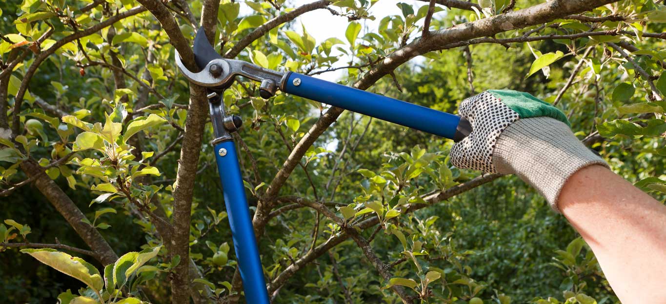 Columbia Tree Service Image