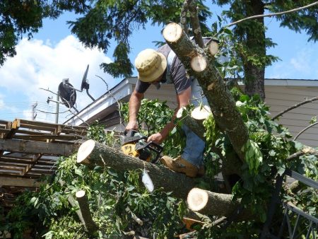 Tree Service Pembroke Pines LLC Logo