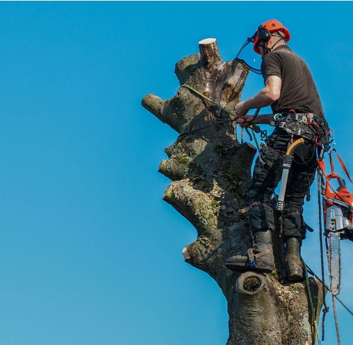 Tree Service Atlanta Image