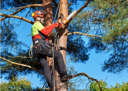 Tree Service Atlanta Image