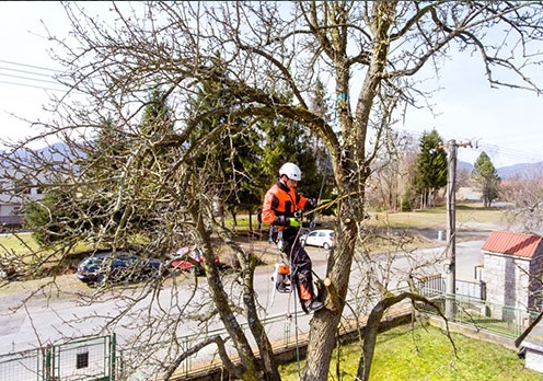 Tree Service Atlanta Image