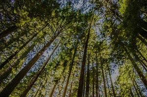 Speedy Tree Service Cincinnati Image