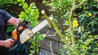 Speedy Tree Service Cincinnati Image