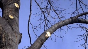 Speedy Tree Service Cincinnati Image